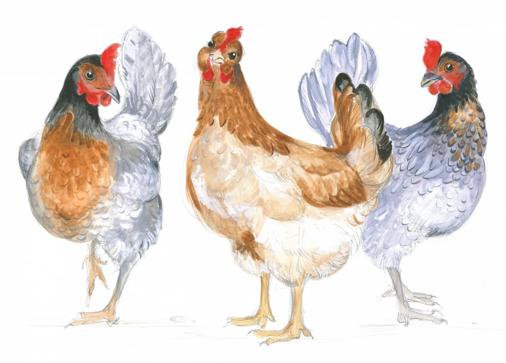 Cackling Hens by Isabelle Brent — canvas wall art