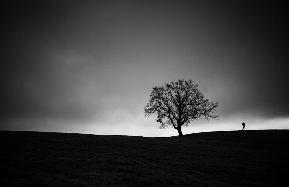 Solitary Tree Horizon by Margit Lisa Pinggera — canvas wall art