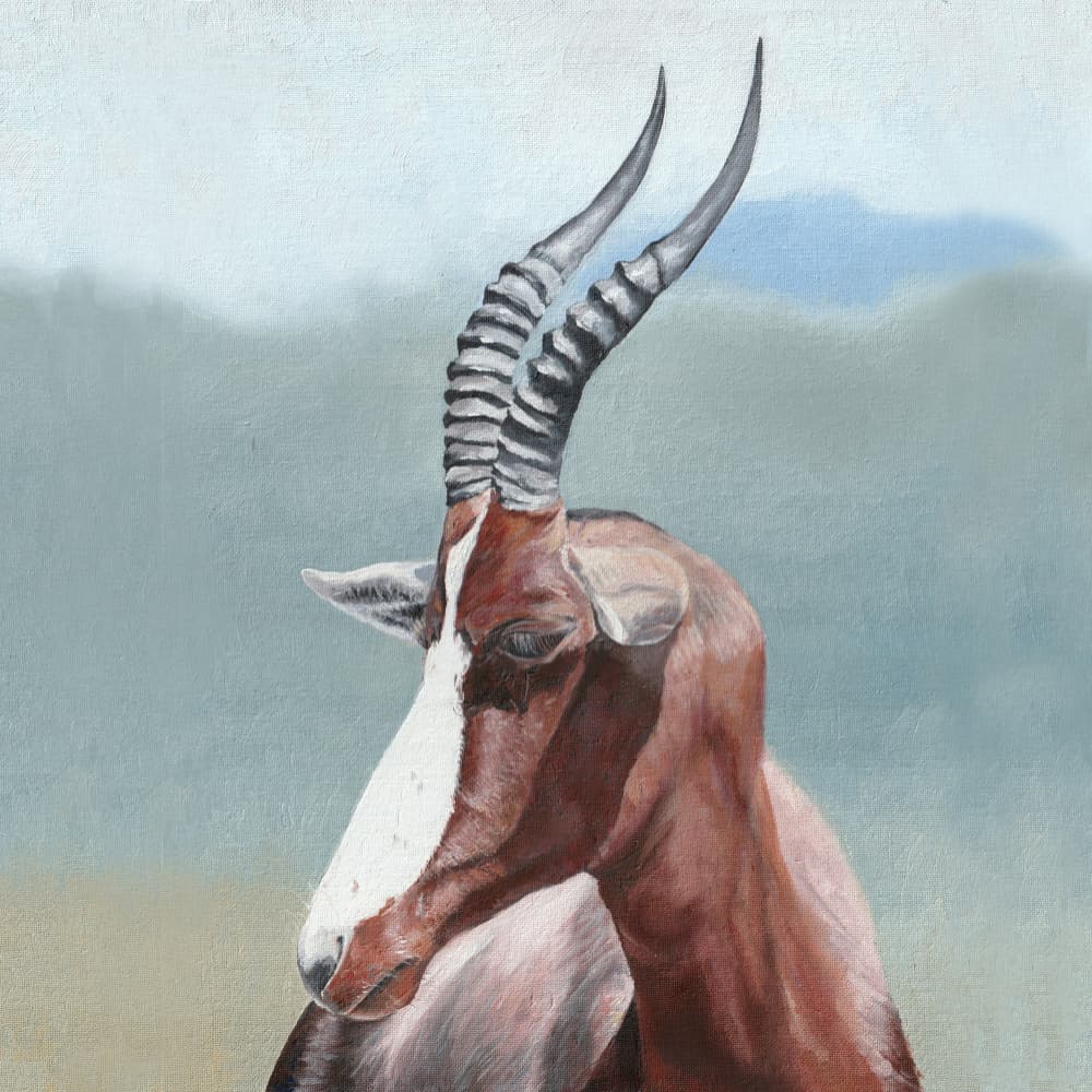 Majestic Blesbok Portrait by Viccy Wanliss — canvas wall art