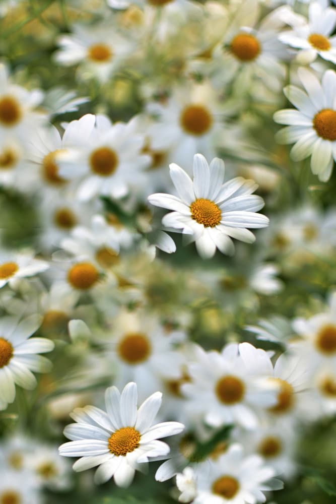 White Daisy Field by Christina Sillen — canvas wall art
