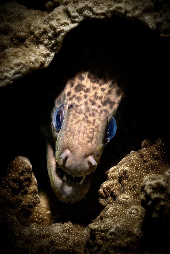 Moray Eel Gaze by Serge Melesan — canvas wall art