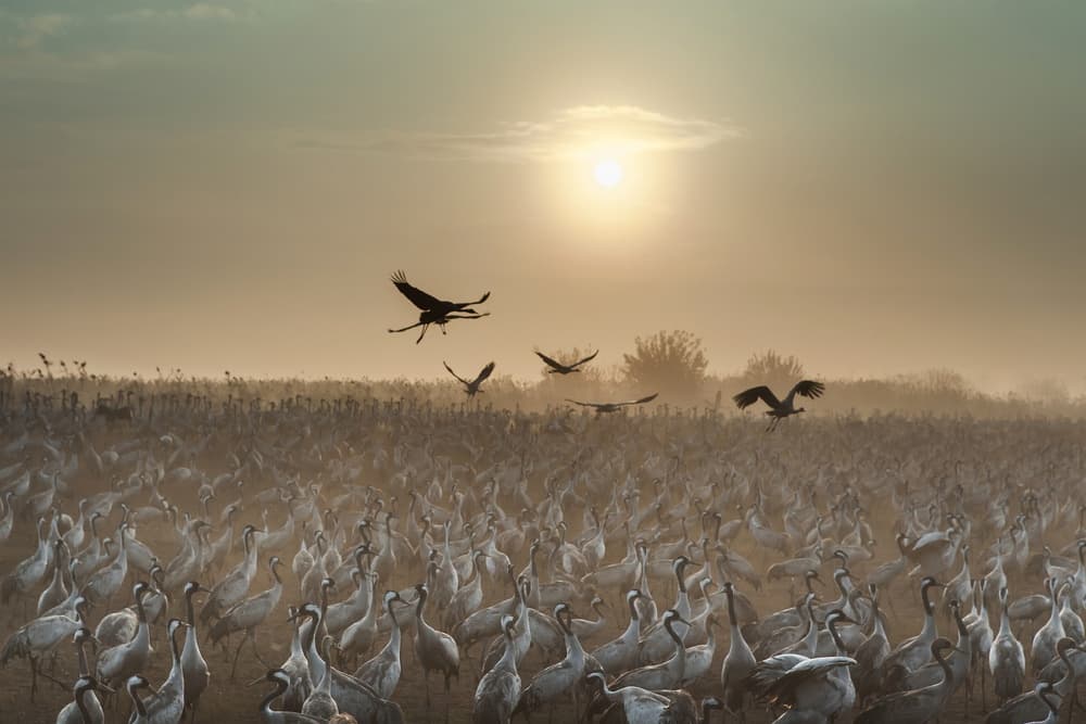 Cranes In Golden Mist by Natalia Rublina — canvas wall art
