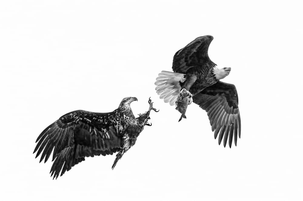 Eagles Battle For Fish by John Fan — canvas wall art
