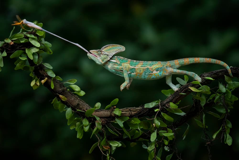 Chameleon Tongue Strike by Tantoyensen — canvas wall art