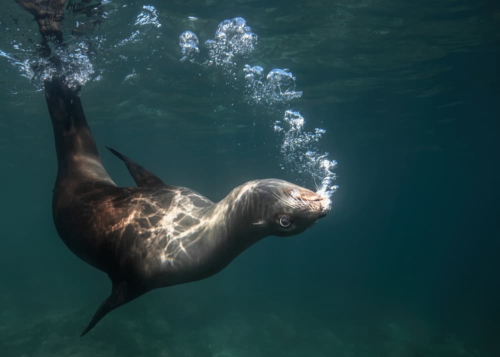 Sea Lion Blowing Bubbles by Jennifer Lu — canvas wall art