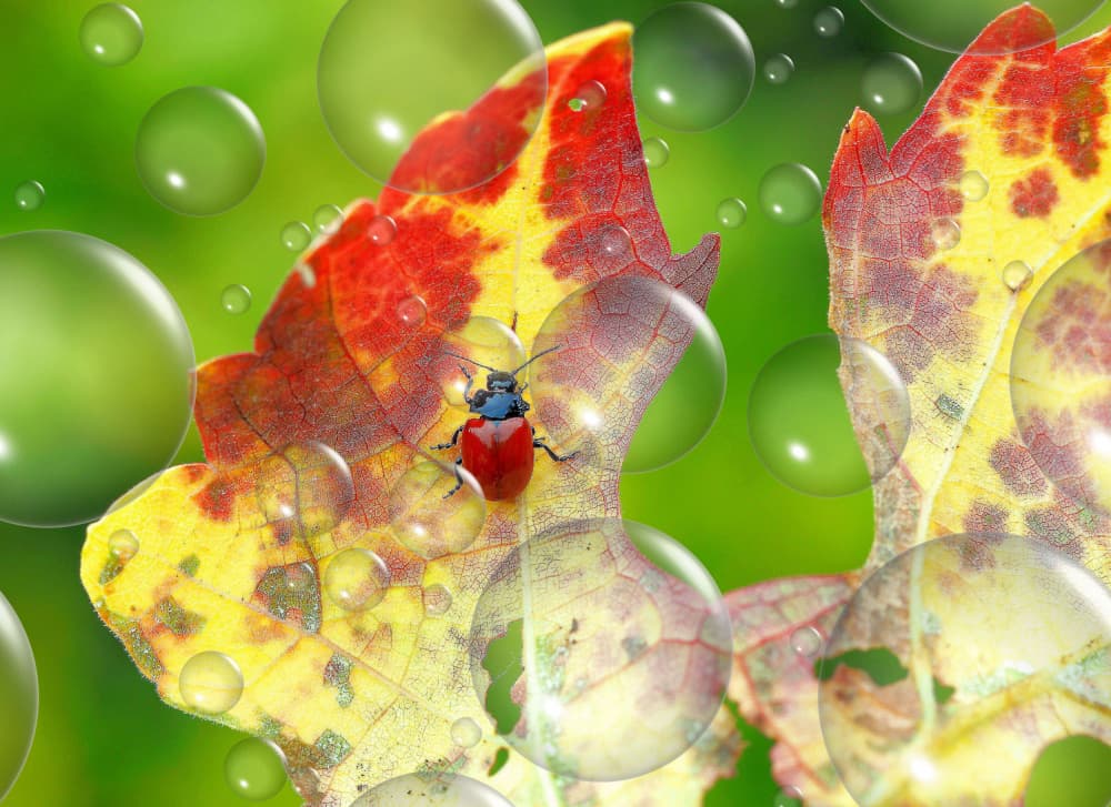 Red Beetle Autumn Leaf by Thierry Dufour — canvas wall art