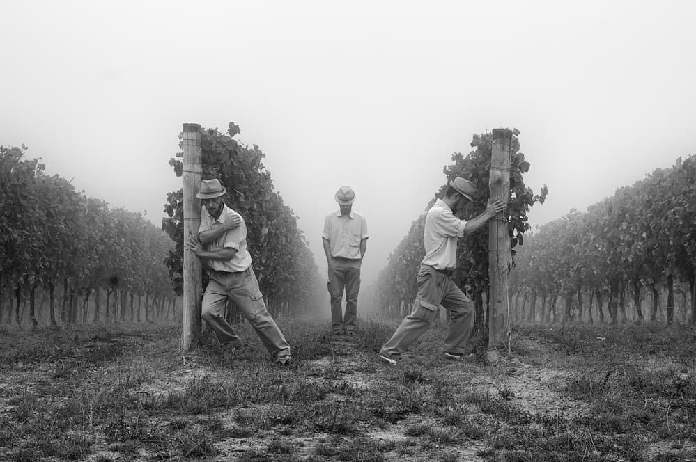 Men in the Vineyard Fog by Carlo Ferrara — canvas wall art