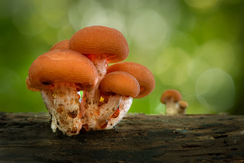 Vibrant Forest Fungi by Piet Haaksma — canvas wall art