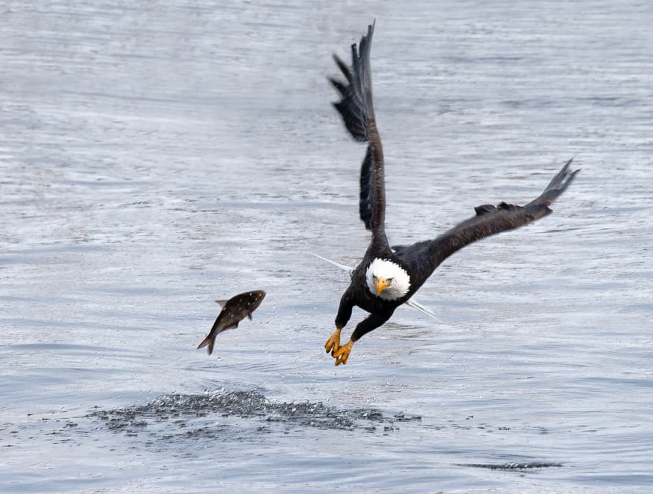 Bald Eagle Fishing Dive by John Fan — canvas wall art