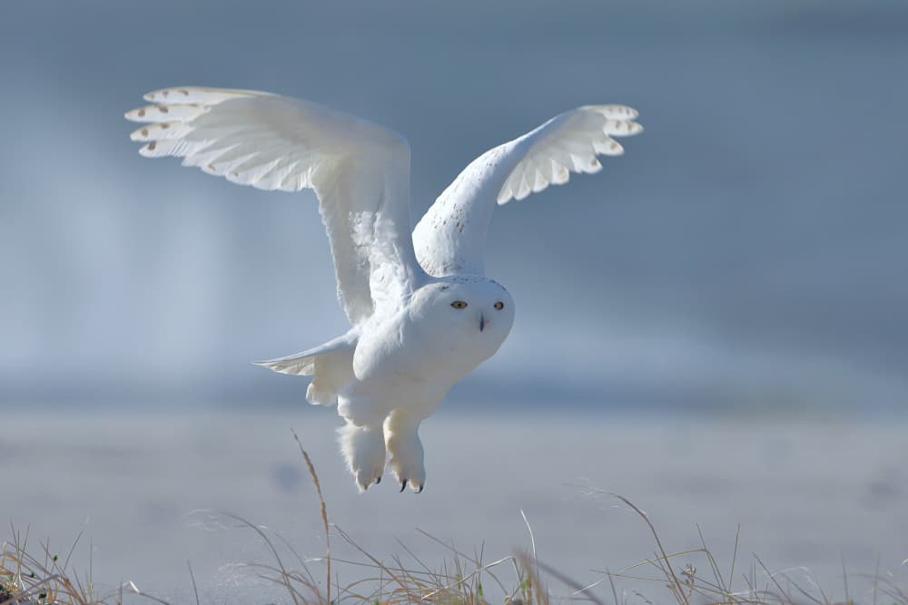 Snowy Owl in Flight by Gavin Lam — canvas wall art
