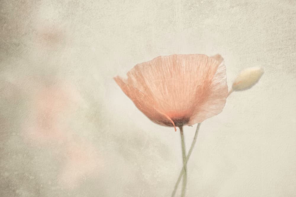 Soft Pink Poppy by Gilbert Claes — canvas wall art