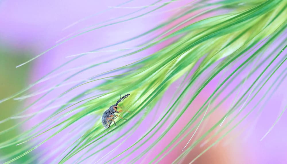 Tiny Beetle Lavender by Thierry Dufour — canvas wall art