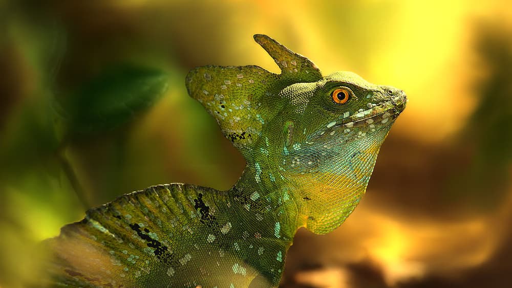 Green Basilisk Portrait by Jimmy Hoffman — canvas wall art
