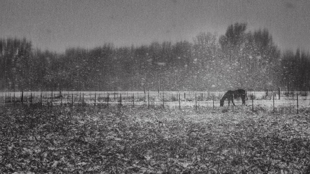 Solitary Winter Horse by Qing Zhao — canvas wall art