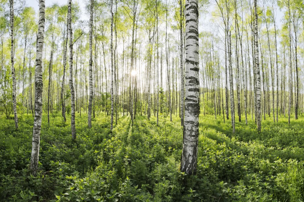 Spring in the Birch Forest by Stefan Hefele — canvas wall art