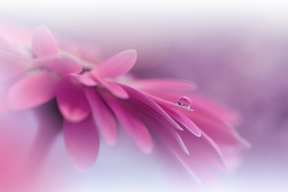 Gentle Flower Dewdrop by Juliana Nan — canvas wall art
