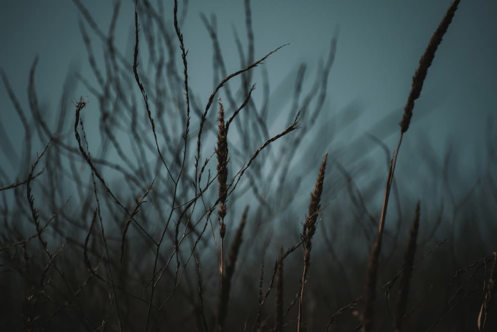 Moody Winter Grass by Tim Mossholder — canvas wall art