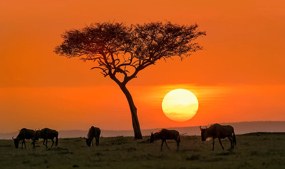 Savanna Sunset Wildebeest by Hua Zhu — canvas wall art