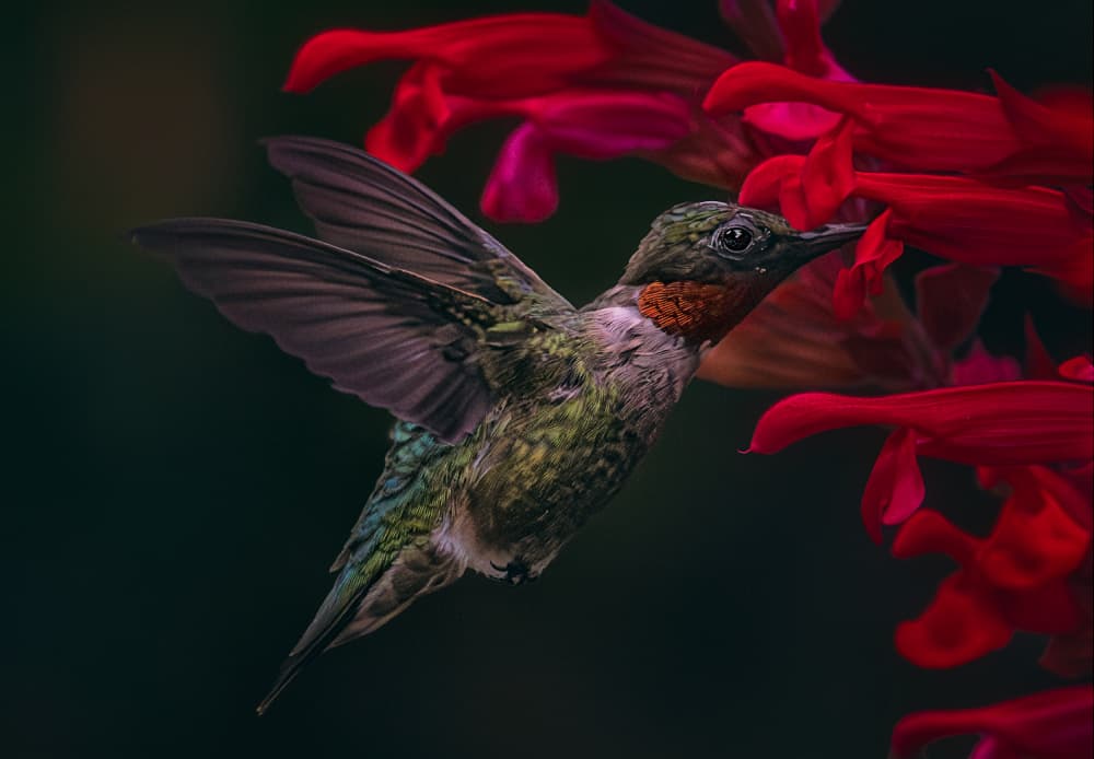 Ruby-Throated Hummingbird Feeding by Ben.C.L — canvas wall art