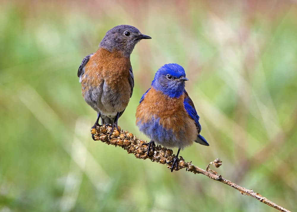 Bluebirds Perched Branch by verdon — canvas wall art