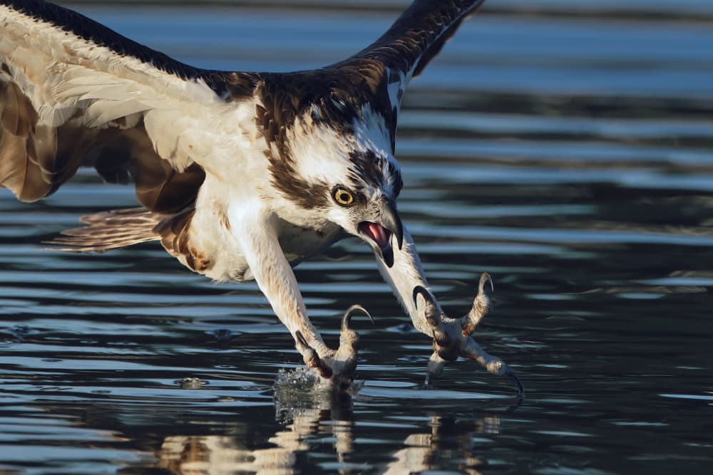 Osprey Hunting Catch by Gavin Lam — canvas wall art