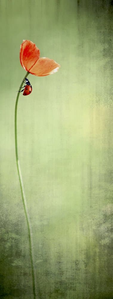 Ladybug on Red Poppy by Anna Cseresnjes — canvas wall art