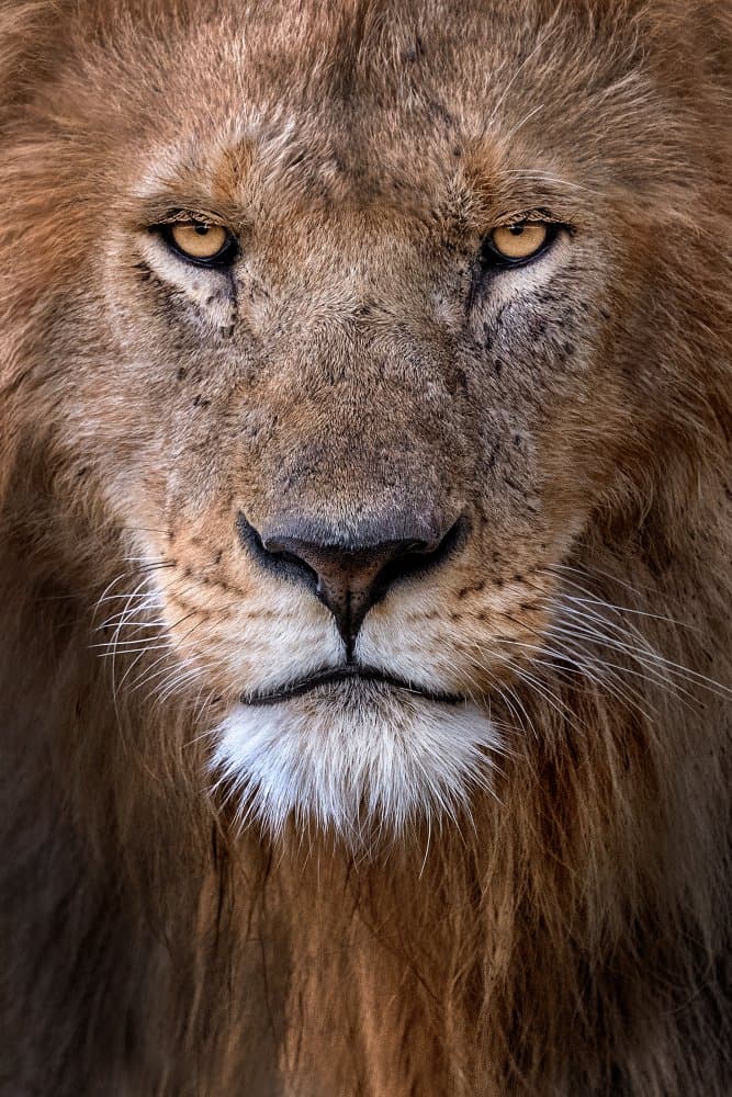 Powerful Lion Portrait by Xavier Ortega — canvas wall art