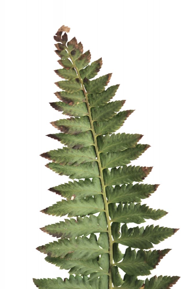 Green Fern Frond by Rosana Laiz Blursbyai — canvas wall art