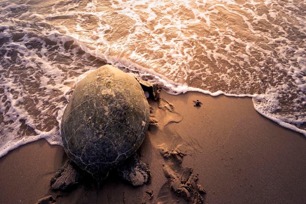 Sea Turtle Sunrise by Haitham AL Farsi — canvas wall art