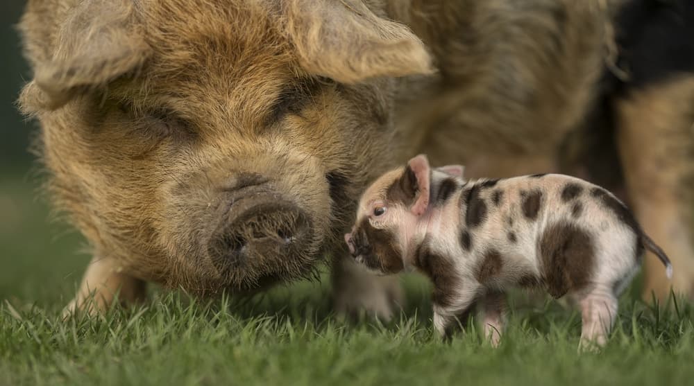 Gentle Pig and Piglet by Gert van den Bosch — canvas wall art