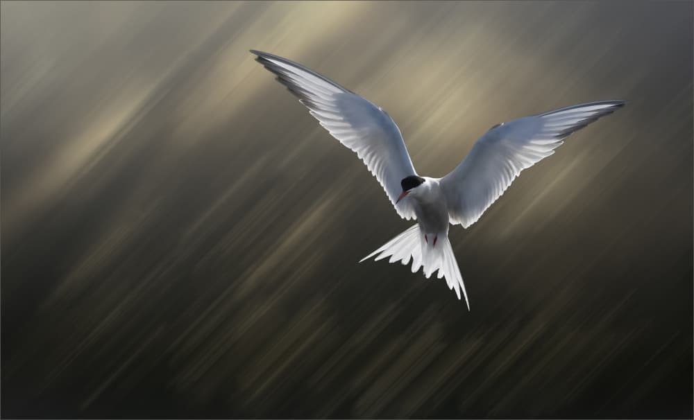 Arctic Tern In Flight by Allan Wallberg — canvas wall art