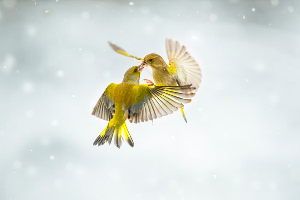 Greenfinch Winter Feeding by Marco Redaelli — canvas wall art