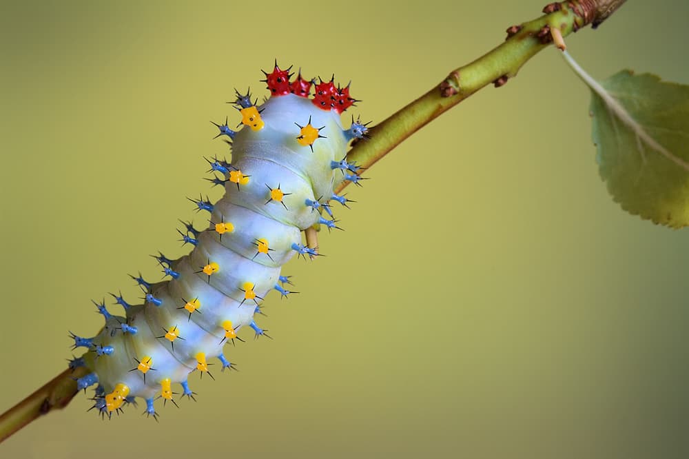 Vibrant Spiky Caterpillar by Jimmy Hoffman — canvas wall art