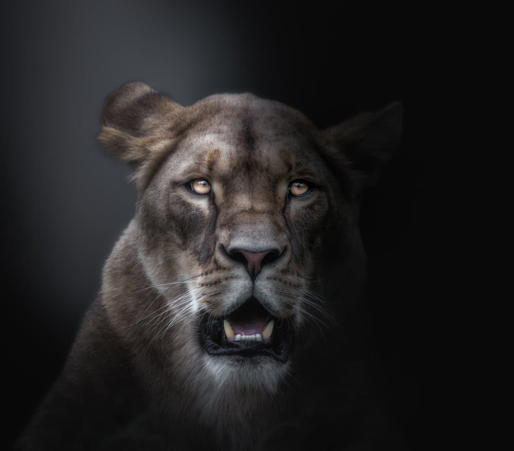 Intense Lioness Portrait by Jörg Vollrath — canvas wall art