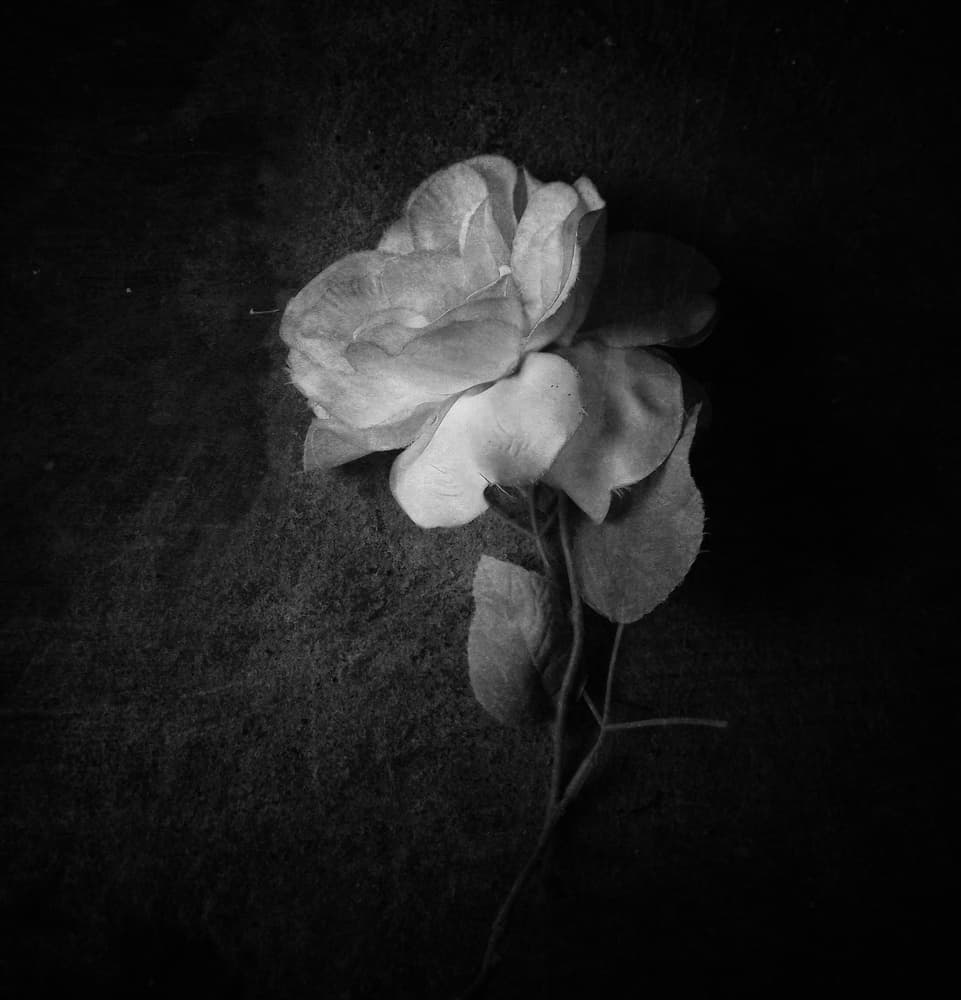 Dark Vintage Rose by Kahar Lagaa — canvas wall art