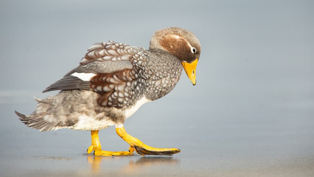 Grey Duck Shoreline Stroll by Joan Gil Raga — canvas wall art