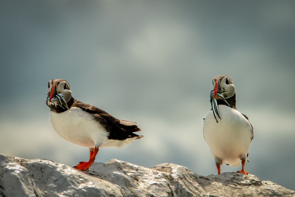 Puffin Pair With Fresh Catch by Piet Haaksma — canvas wall art