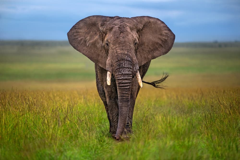 Majestic African Elephant by Xavier Ortega — canvas wall art