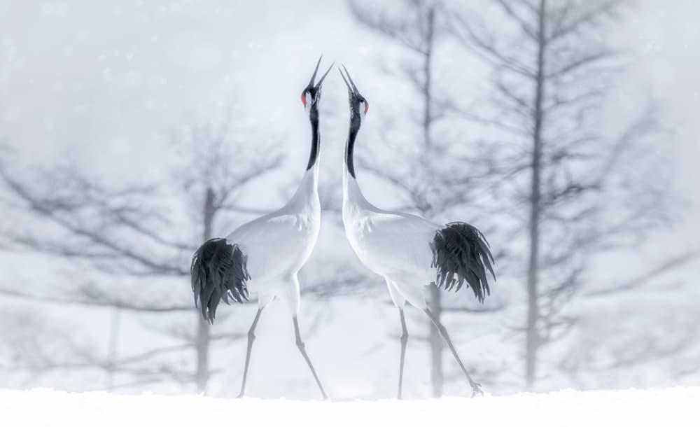Winter Crane Dance by Larry Deng APA — canvas wall art