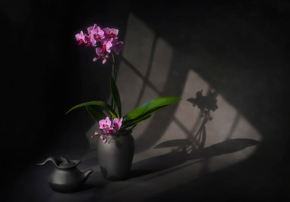 Shadowed Orchid Elegance by Lydia Jacobs — canvas wall art