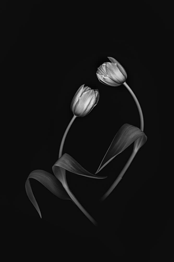 Elegant Tulip Duo by Lydia Jacobs — canvas wall art