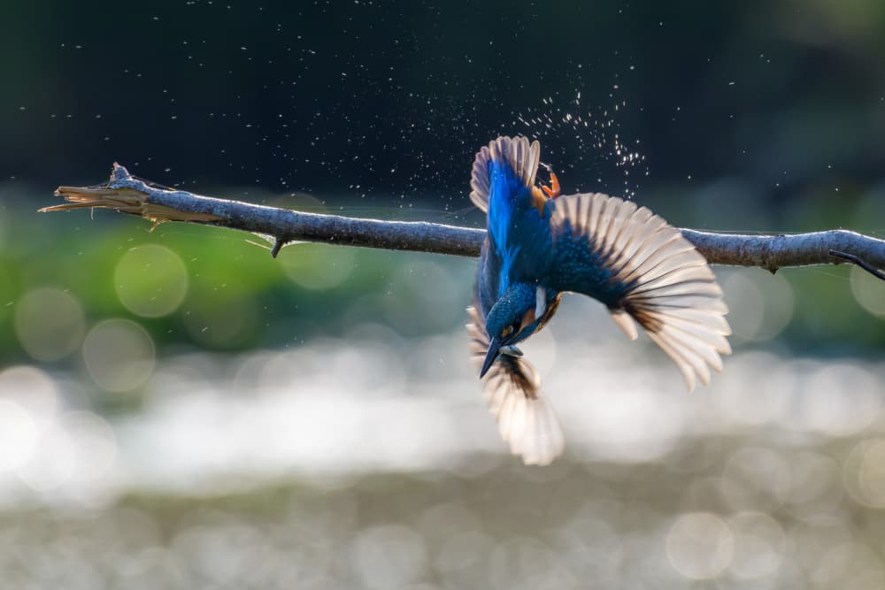 Dynamic Kingfisher Splash by Marco Galimberti — canvas wall art