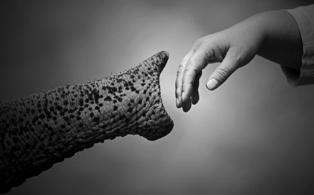 Elephant Human Connection by Antje Wenner-Braun — canvas wall art