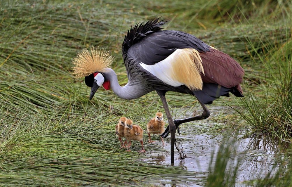 Crowned Crane Family by Giuseppe DAmico — canvas wall art