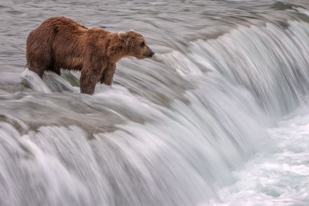 River Bear Watch by Nick Kalathas — canvas wall art