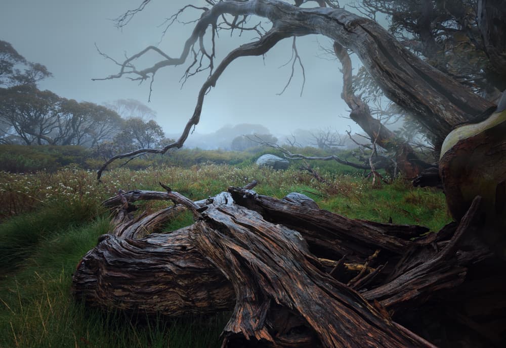Misty Gnarled Forest by YANGYING — canvas wall art