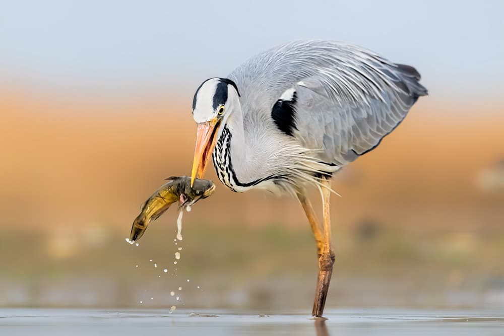 Grey Heron Fishing by Jun Zuo — canvas wall art