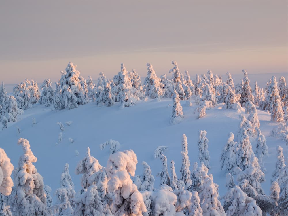 Golden Winter Forest by Mathieu jeuf — canvas wall art