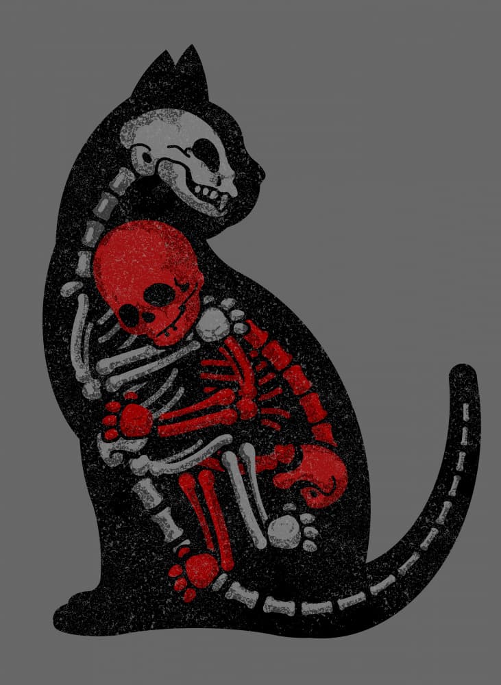 Spooky Cat Skeleton by Adam Lawless — canvas wall art