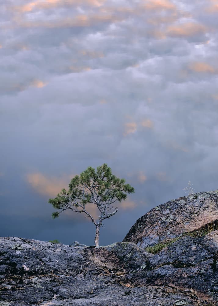 Lone Tree Dramatic Sky by Hamed Bank — canvas wall art